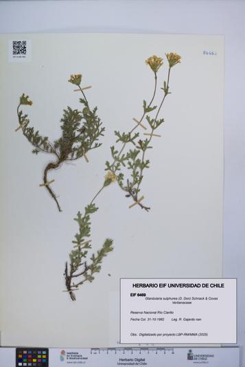 Glandularia sulphurea [Espécimen: UCH:EIF:0006469]