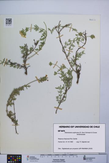 Glandularia sulphurea [Espécimen: UCH:EIF:0006470]