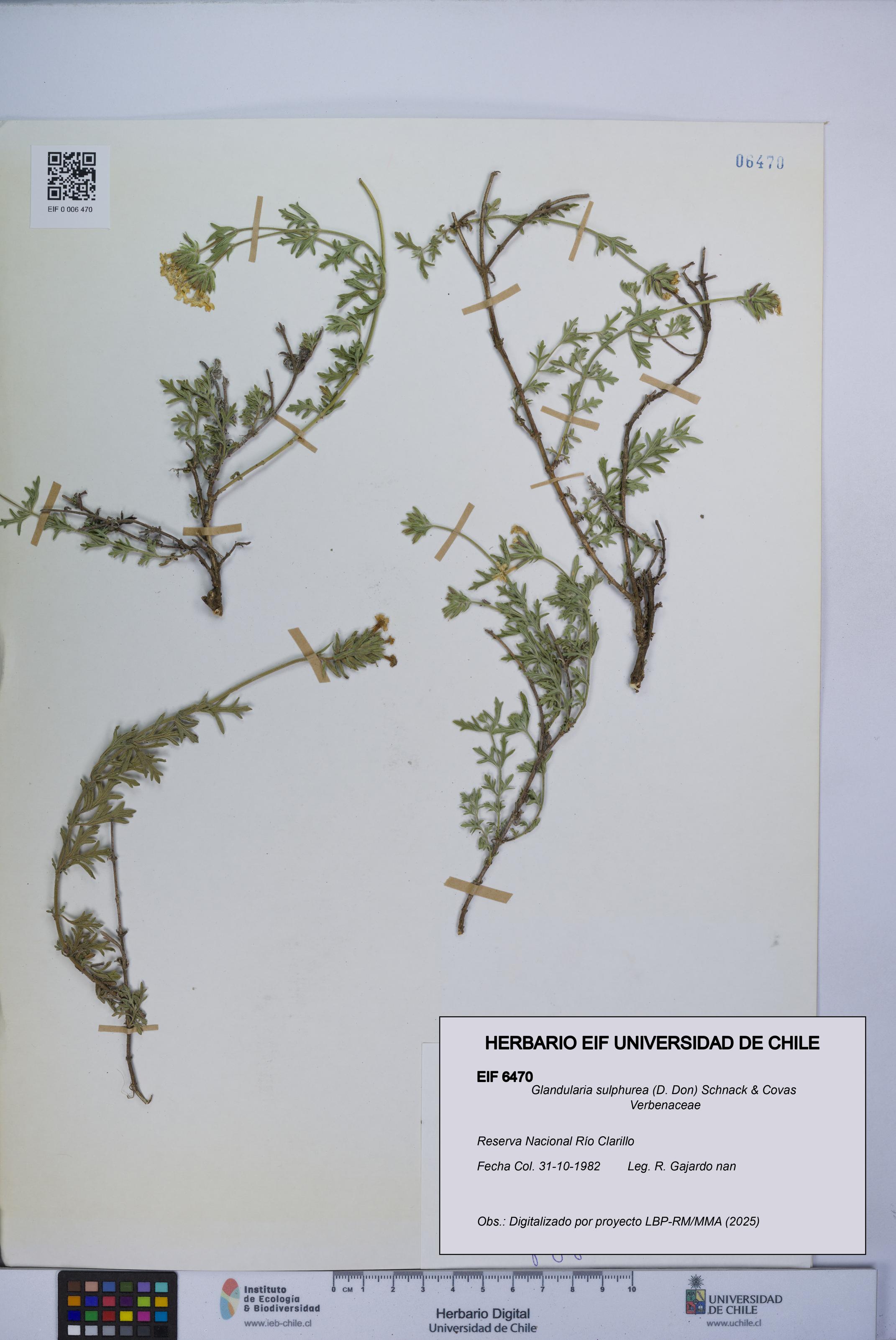 Glandularia sulphurea [Espécimen: UCH:EIF:0006470]