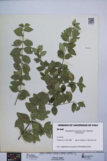 Rhaphithamnus spinosus [Espécimen: UCH:EIF:0006485]