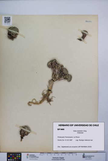 Viola cotyledon [Espécimen: UCH:EIF:0006493]