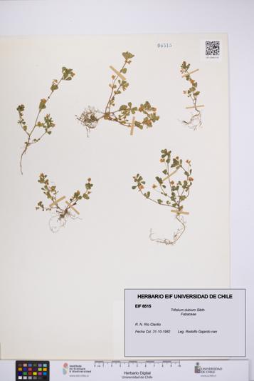 Trifolium dubium [Espécimen: UCH:EIF:0006515]