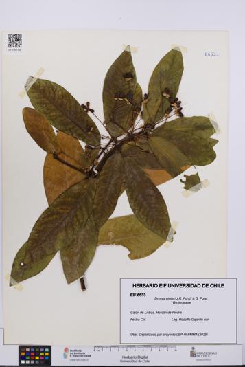 Drimys winteri [Espécimen: UCH:EIF:0006533]