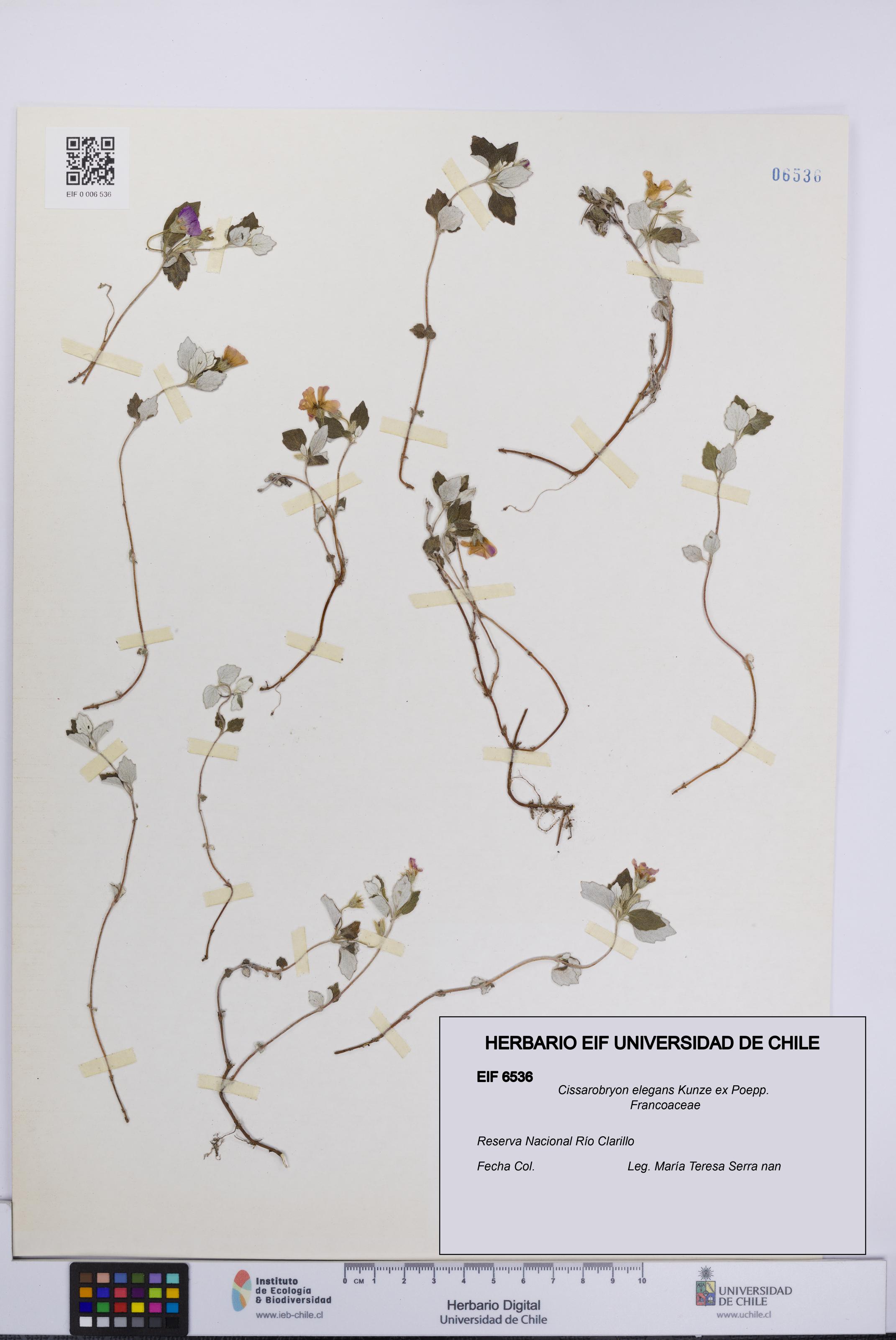 Cissarobryon elegans [Espécimen: UCH:EIF:0006536]