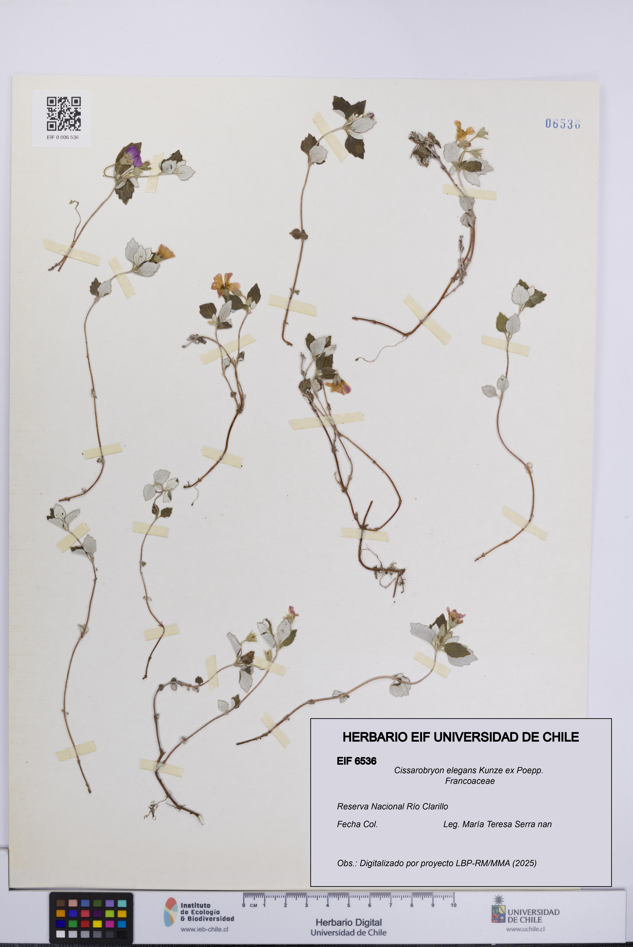 Cissarobryon elegans [Espécimen: UCH:EIF:0006536]