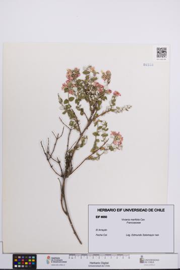 Viviania marifolia [Espécimen: UCH:EIF:0006550]