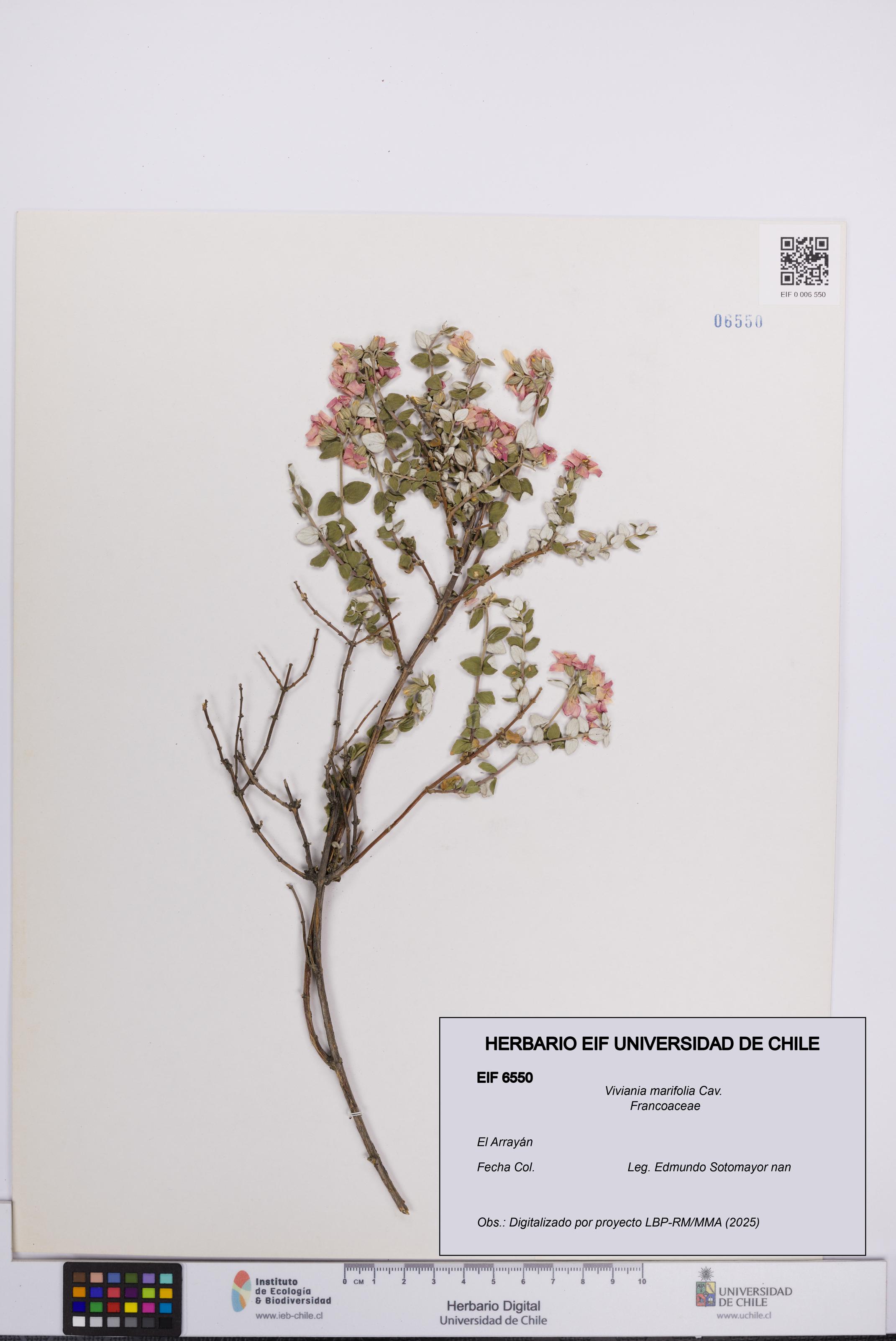 Viviania marifolia [Espécimen: UCH:EIF:0006550]