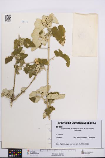 Corynabutilon ceratocarpum [Espécimen: UCH:EIF:0006553]