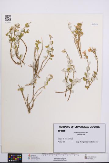 Viviania marifolia [Espécimen: UCH:EIF:0006568]