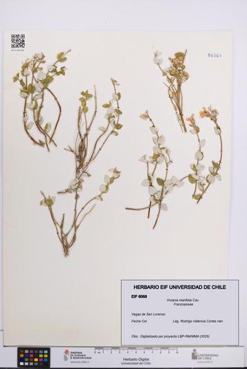 Viviania marifolia [Espécimen: UCH:EIF:0006568]