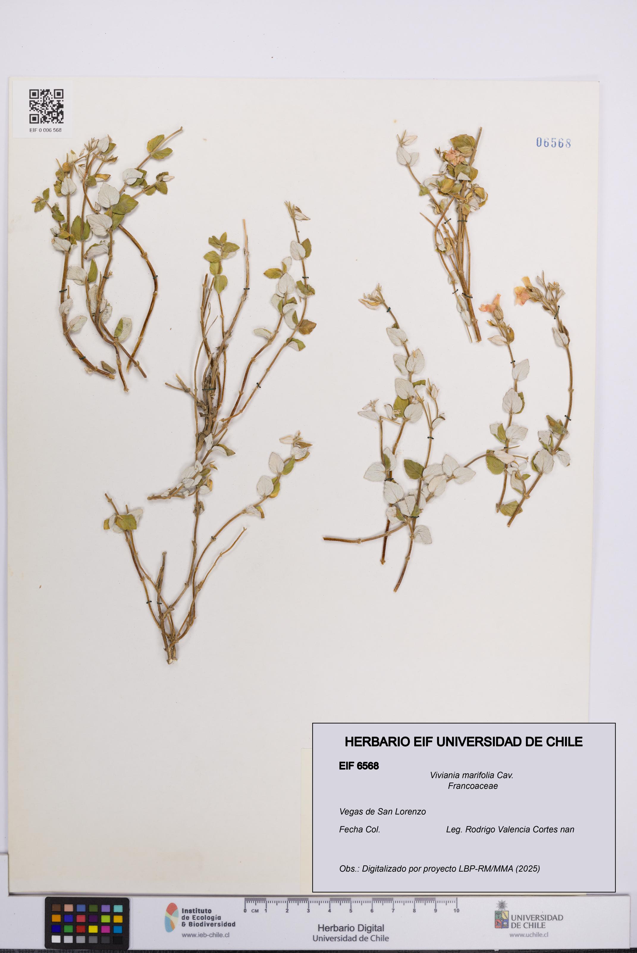 Viviania marifolia [Espécimen: UCH:EIF:0006568]