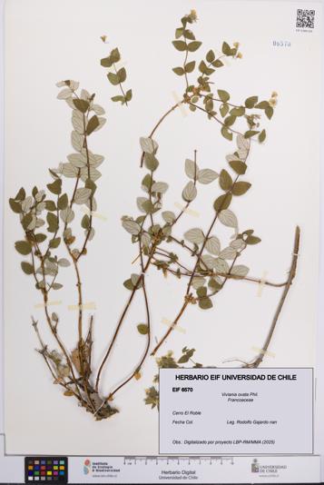 Viviania ovata [Espécimen: UCH:EIF:0006570]