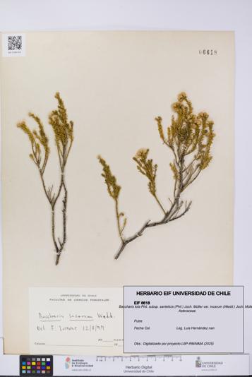 Baccharis tola subsp. santelicis var. incarum [Espécimen: UCH:EIF:0006618]