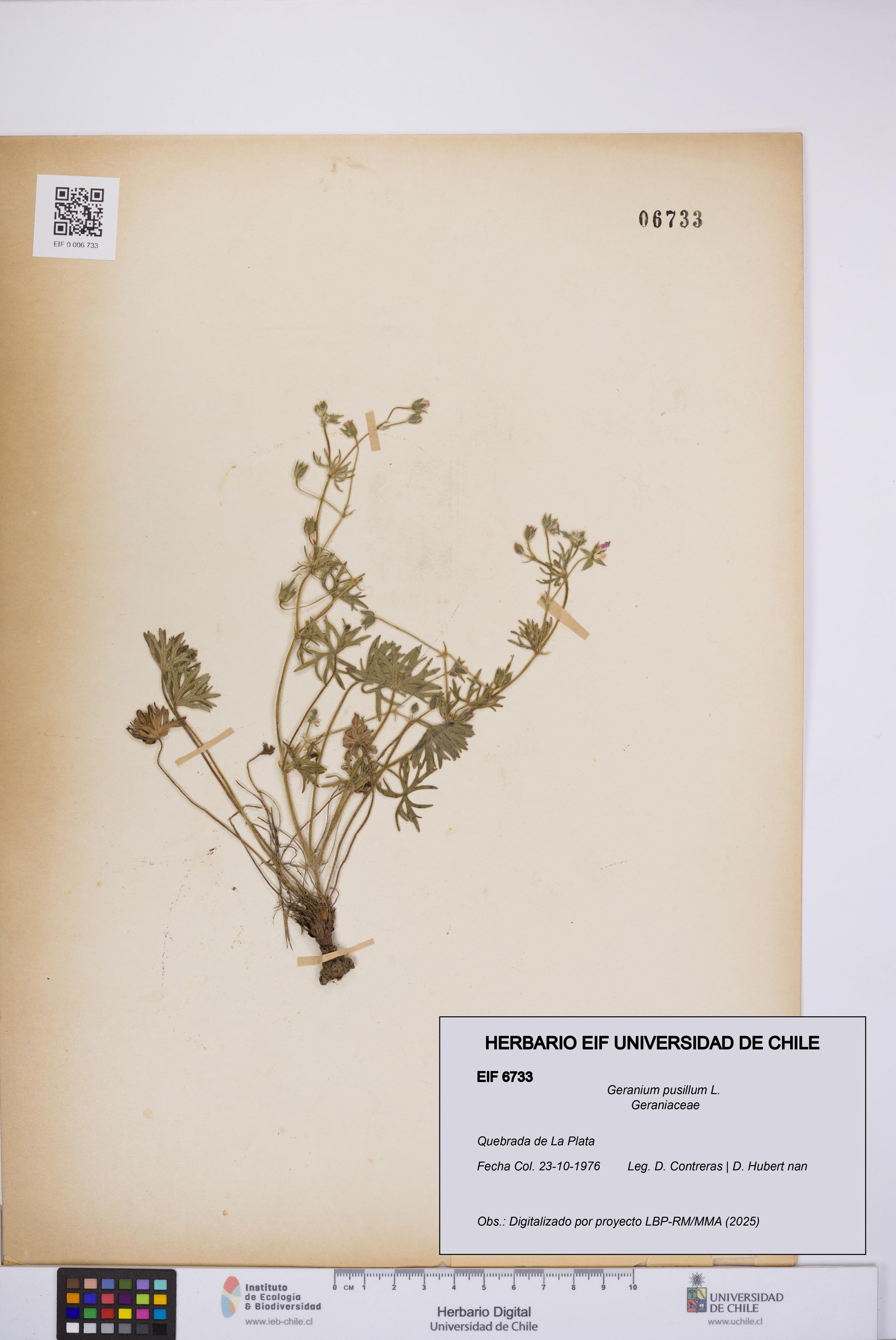 Geranium pusillum [Espécimen: UCH:EIF:0006733]