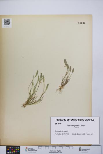 Rostraria cristata [Espécimen: UCH:EIF:0006735]