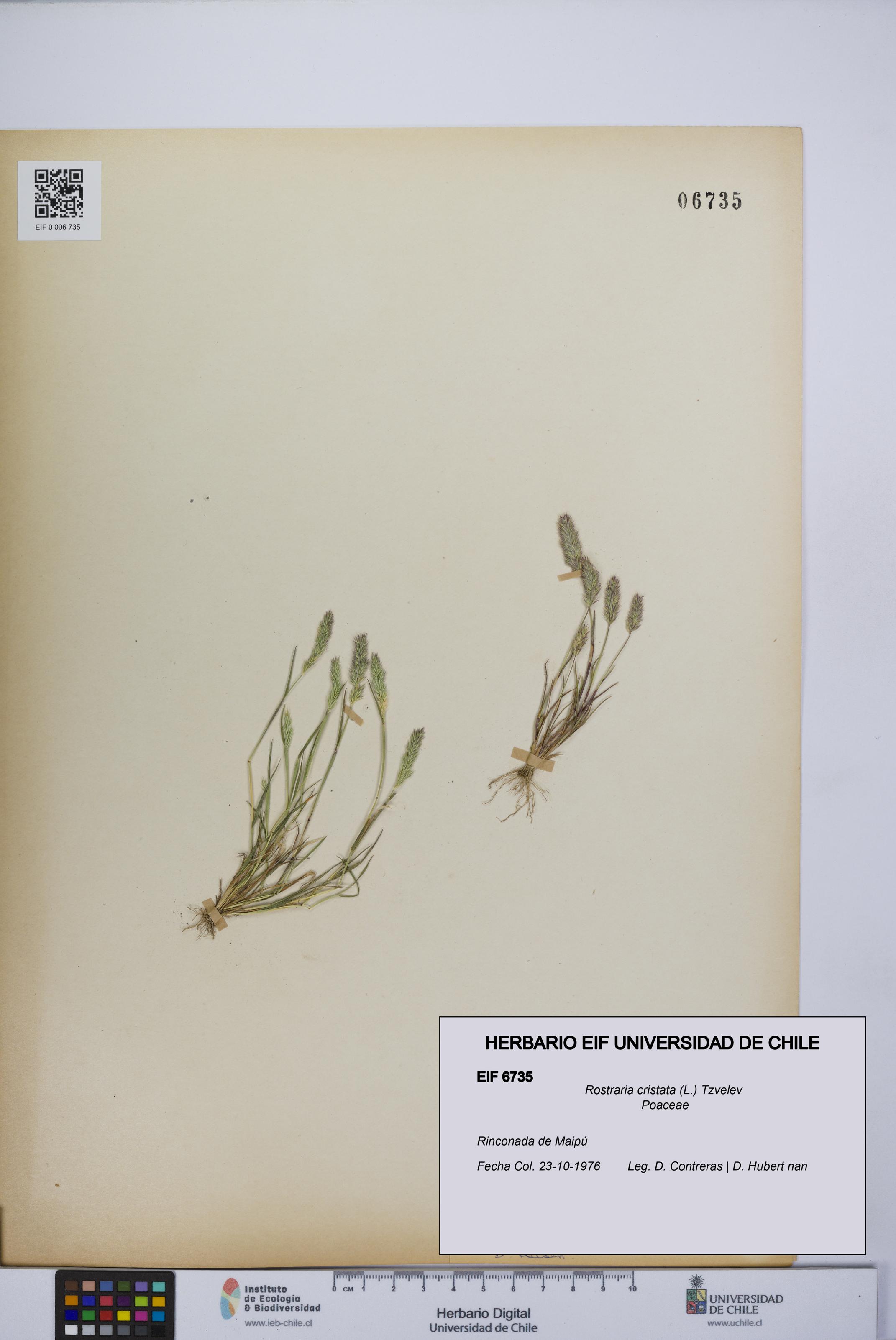 Rostraria cristata [Espécimen: UCH:EIF:0006735]