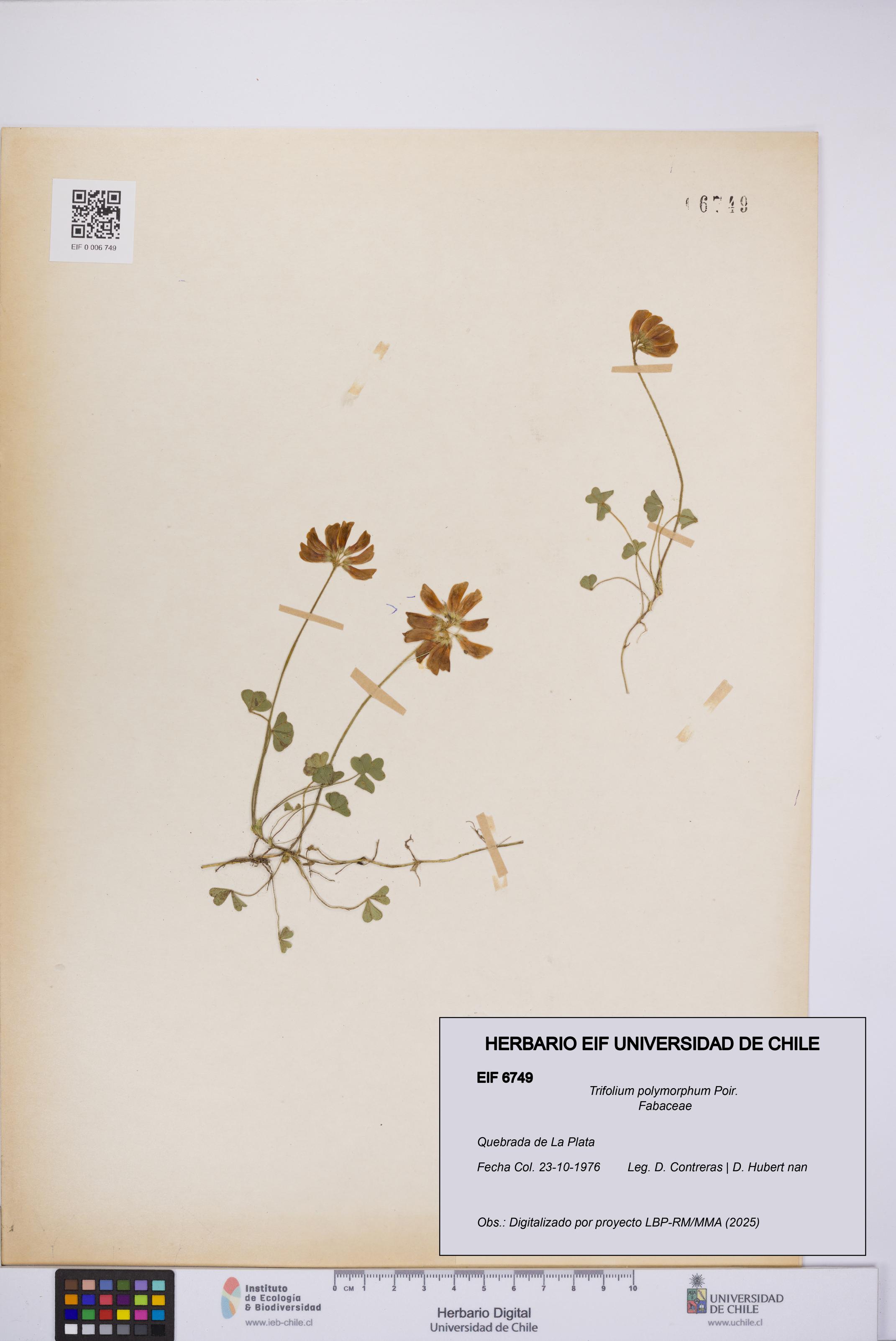 Trifolium polymorphum [Espécimen: UCH:EIF:0006749]