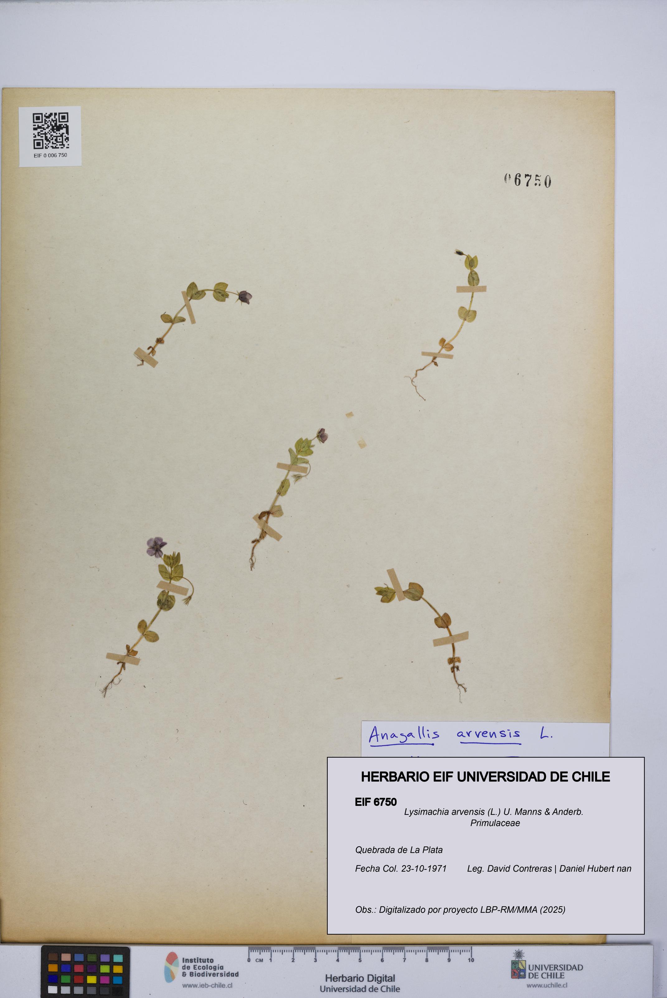 Lysimachia arvensis [Espécimen: UCH:EIF:0006750]