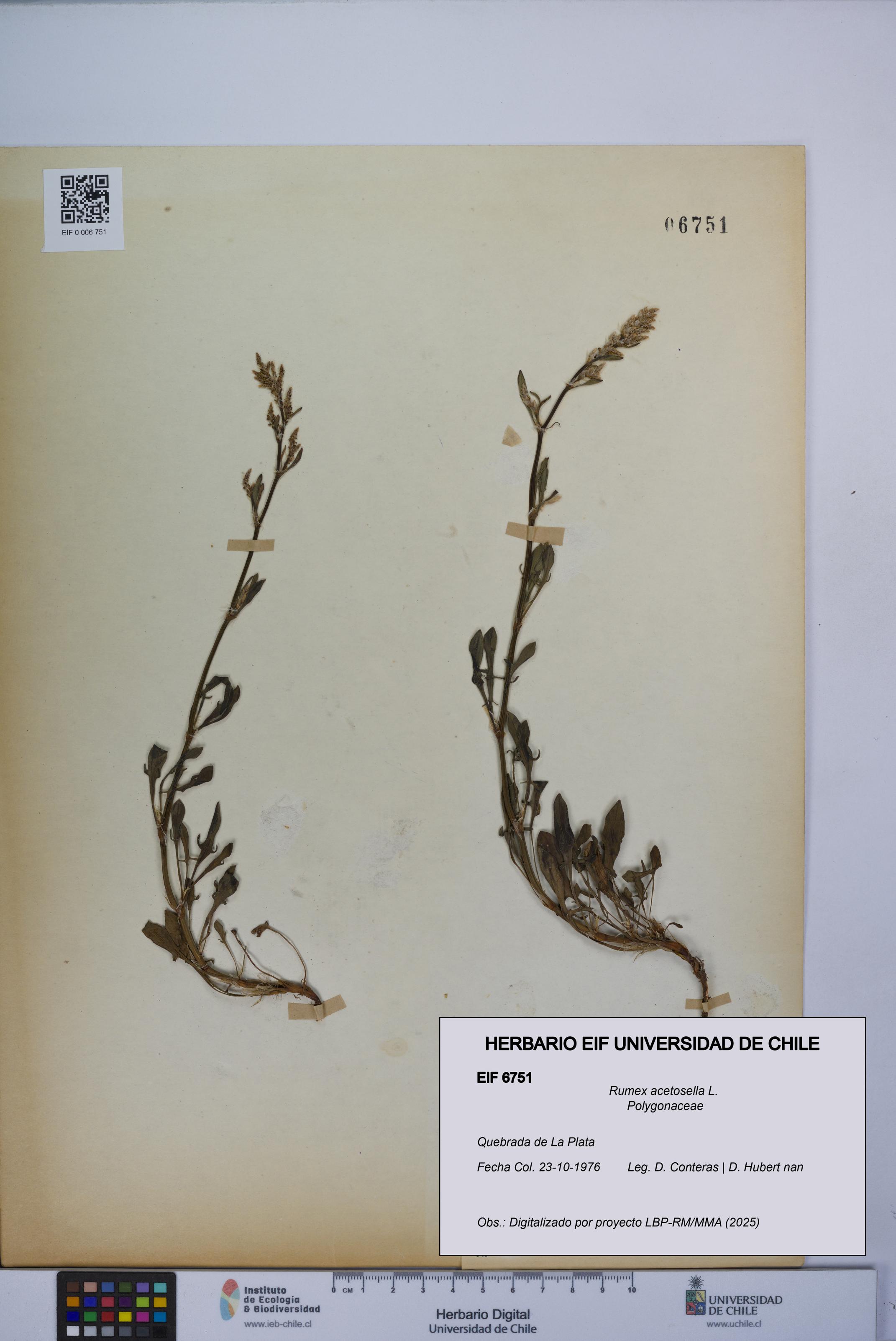 Rumex acetosella [Espécimen: UCH:EIF:0006751]
