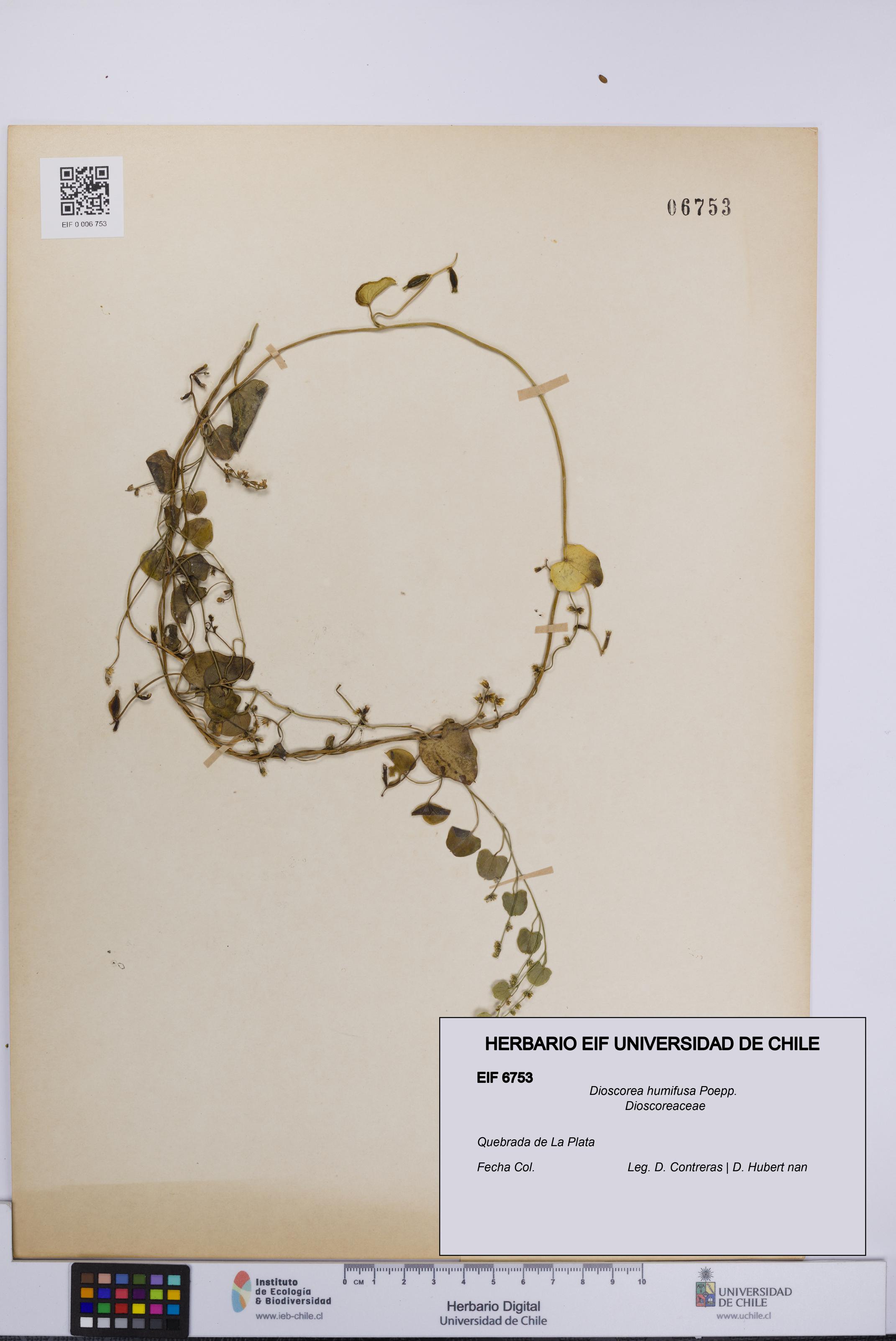 Dioscorea humifusa [Espécimen: UCH:EIF:0006753]