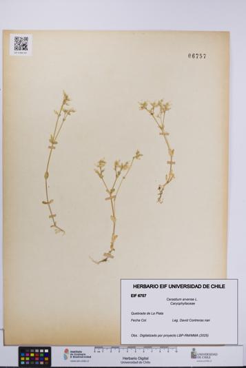 Cerastium arvense [Espécimen: UCH:EIF:0006757]