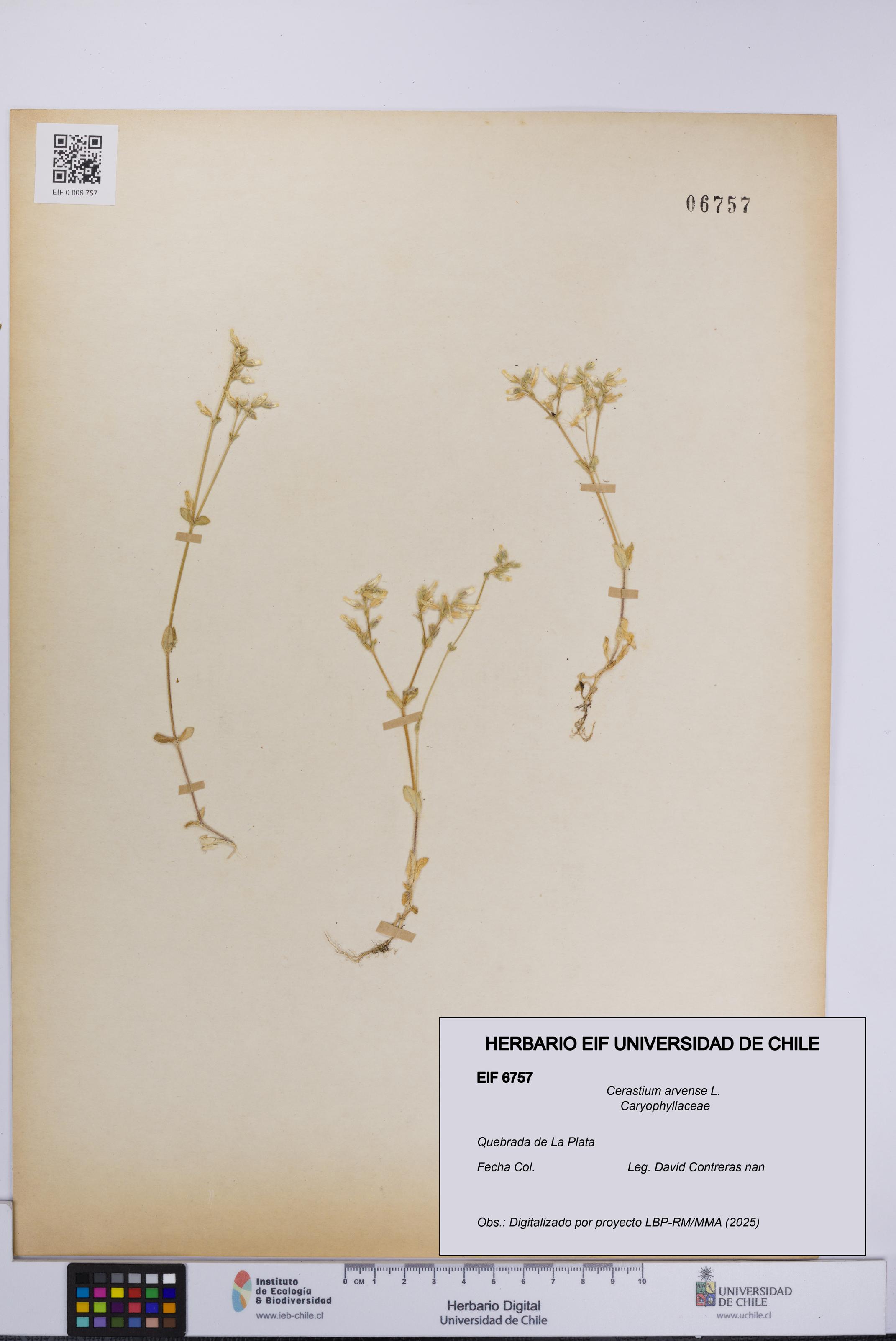 Cerastium arvense [Espécimen: UCH:EIF:0006757]