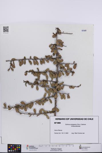 Schinus polygama [Espécimen: UCH:EIF:0006860]