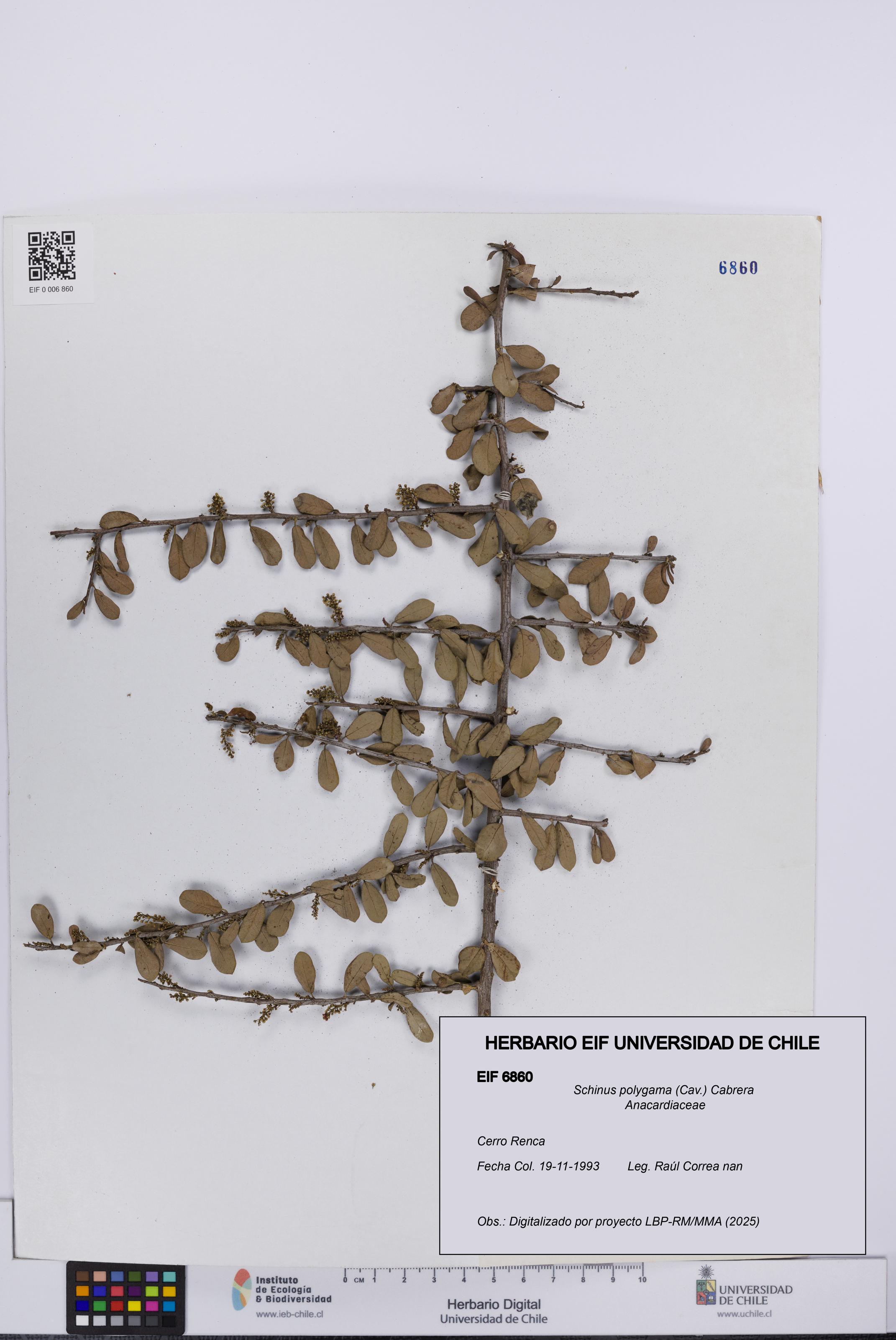 Schinus polygama [Espécimen: UCH:EIF:0006860]