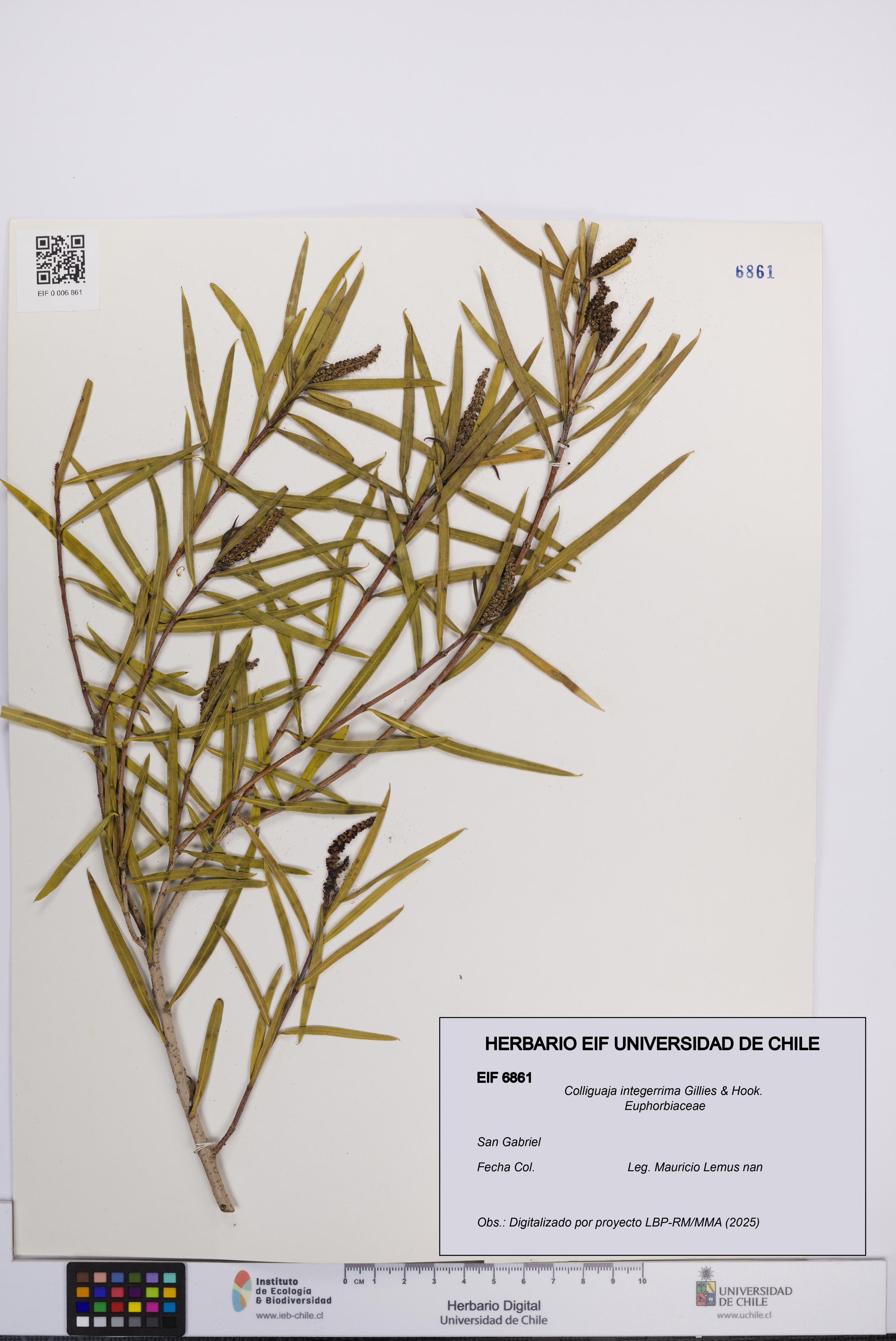 Colliguaja integerrima [Espécimen: UCH:EIF:0006861]