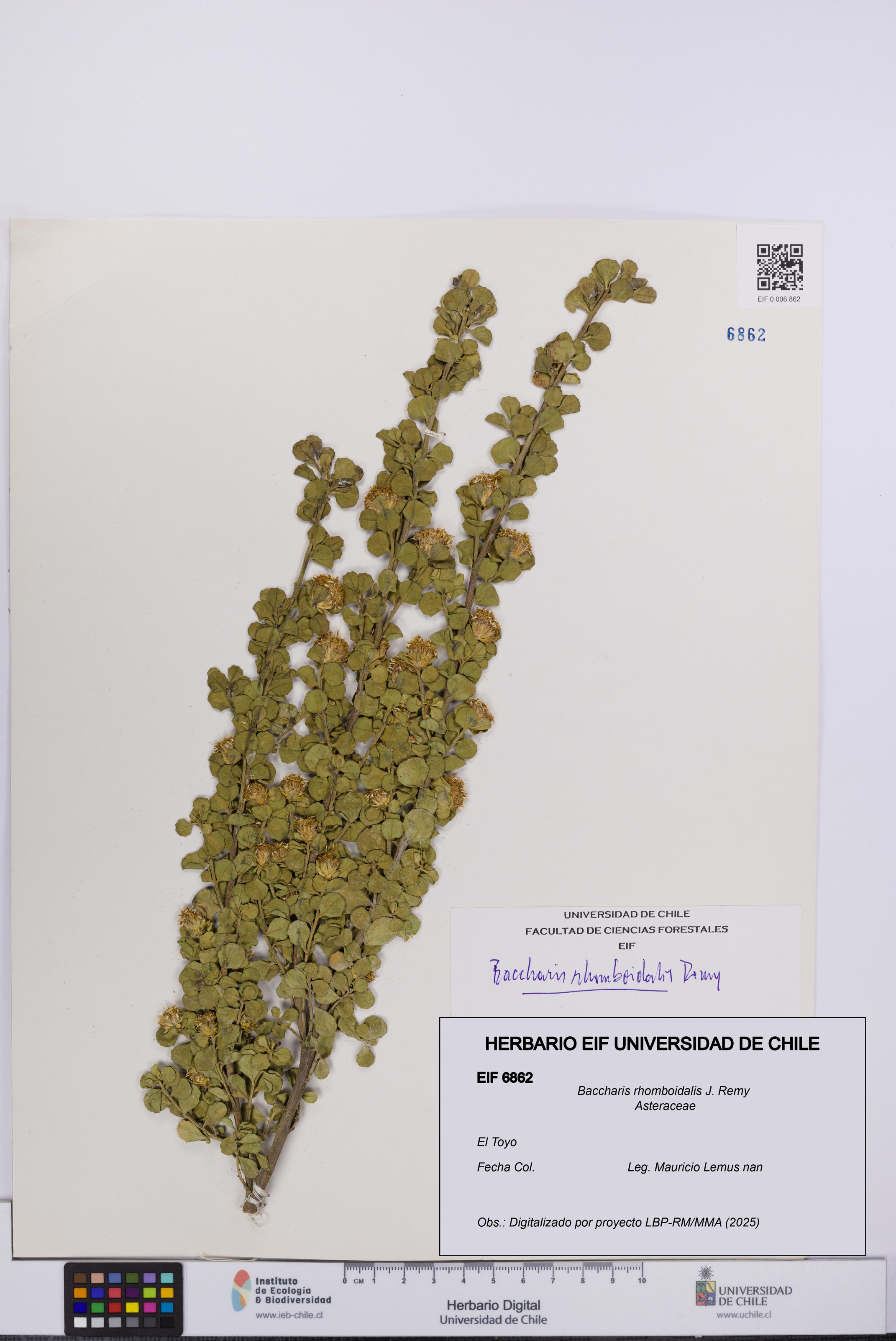 Baccharis rhomboidalis [Espécimen: UCH:EIF:0006862]