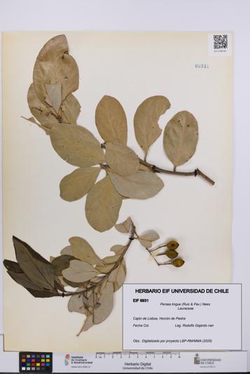 Persea lingue [Espécimen: UCH:EIF:0006931]