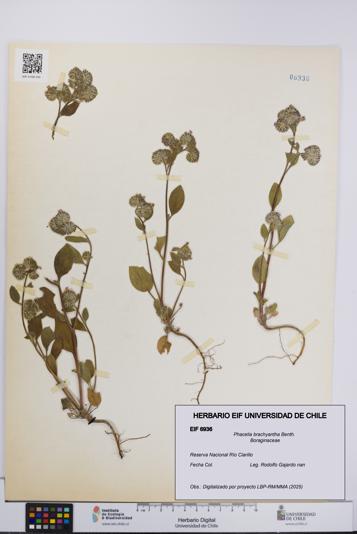 Phacelia brachyantha [Espécimen: UCH:EIF:0006936]