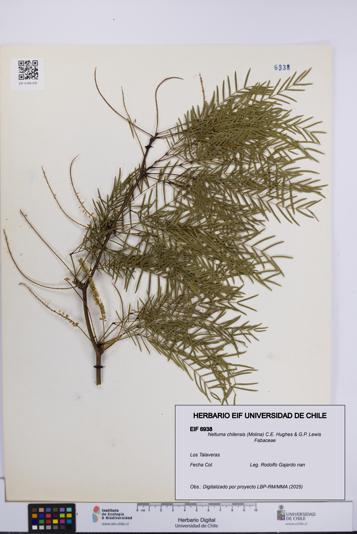 Neltuma chilensis [Espécimen: UCH:EIF:0006938]