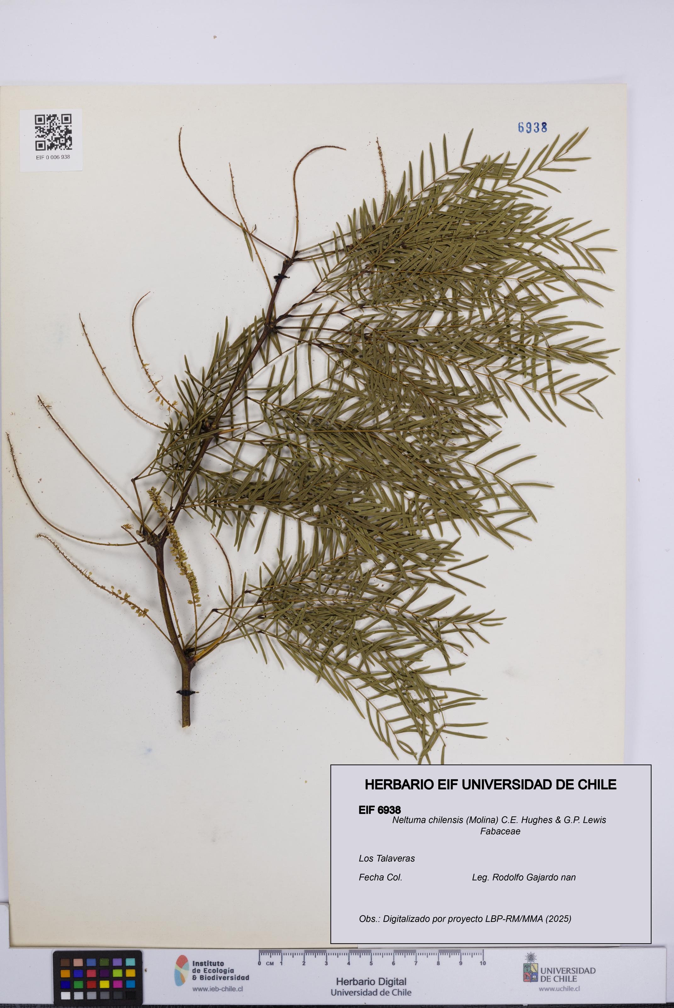 Neltuma chilensis [Espécimen: UCH:EIF:0006938]