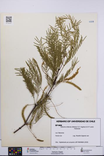 Neltuma chilensis [Espécimen: UCH:EIF:0006939]