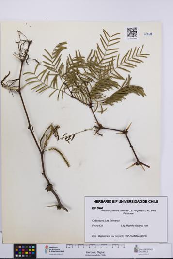 Neltuma chilensis [Espécimen: UCH:EIF:0006940]