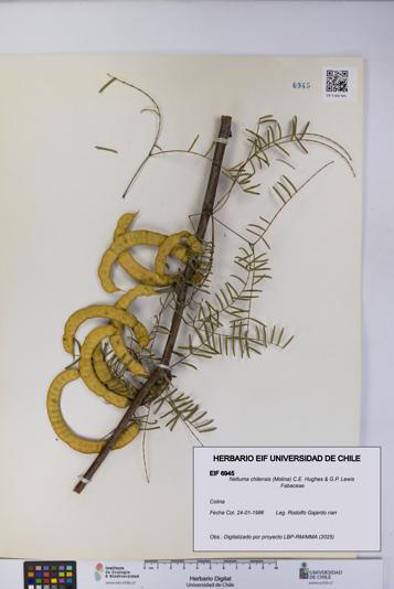 Neltuma chilensis [Espécimen: UCH:EIF:0006945]