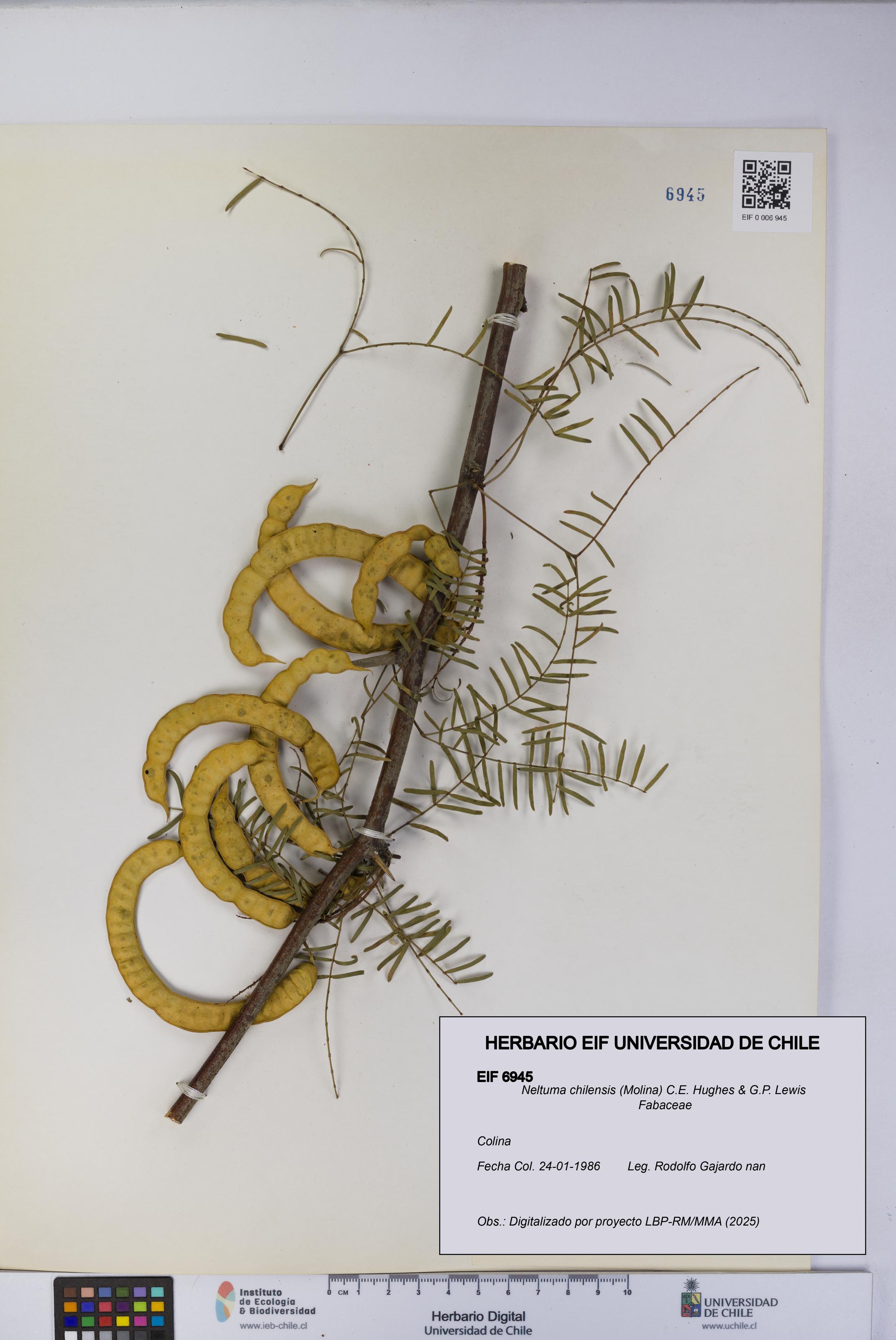 Neltuma chilensis [Espécimen: UCH:EIF:0006945]