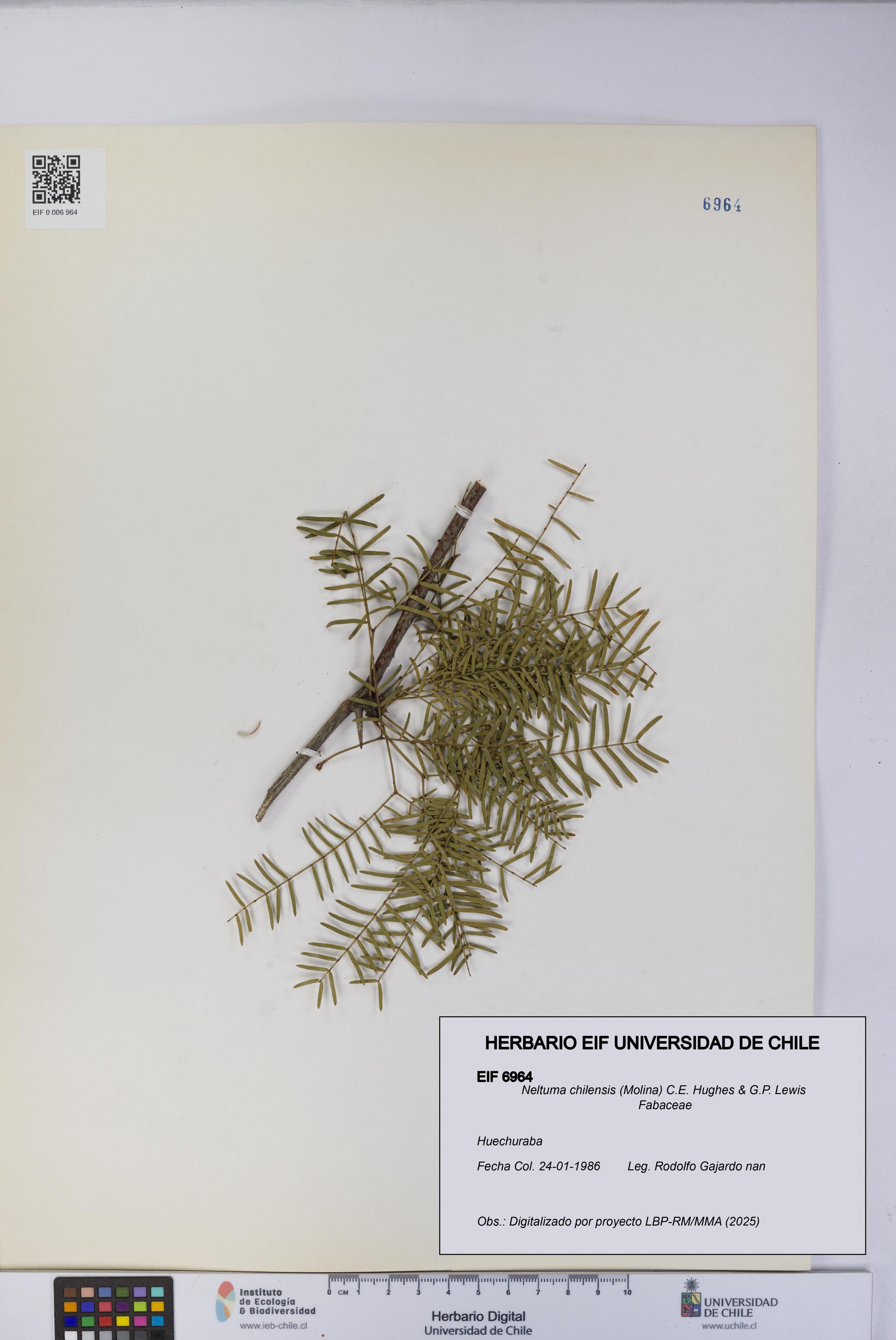 Neltuma chilensis [Espécimen: UCH:EIF:0006964]