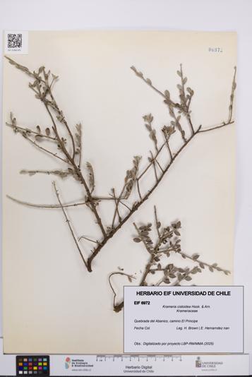 Krameria cistoidea [Espécimen: UCH:EIF:0006972]