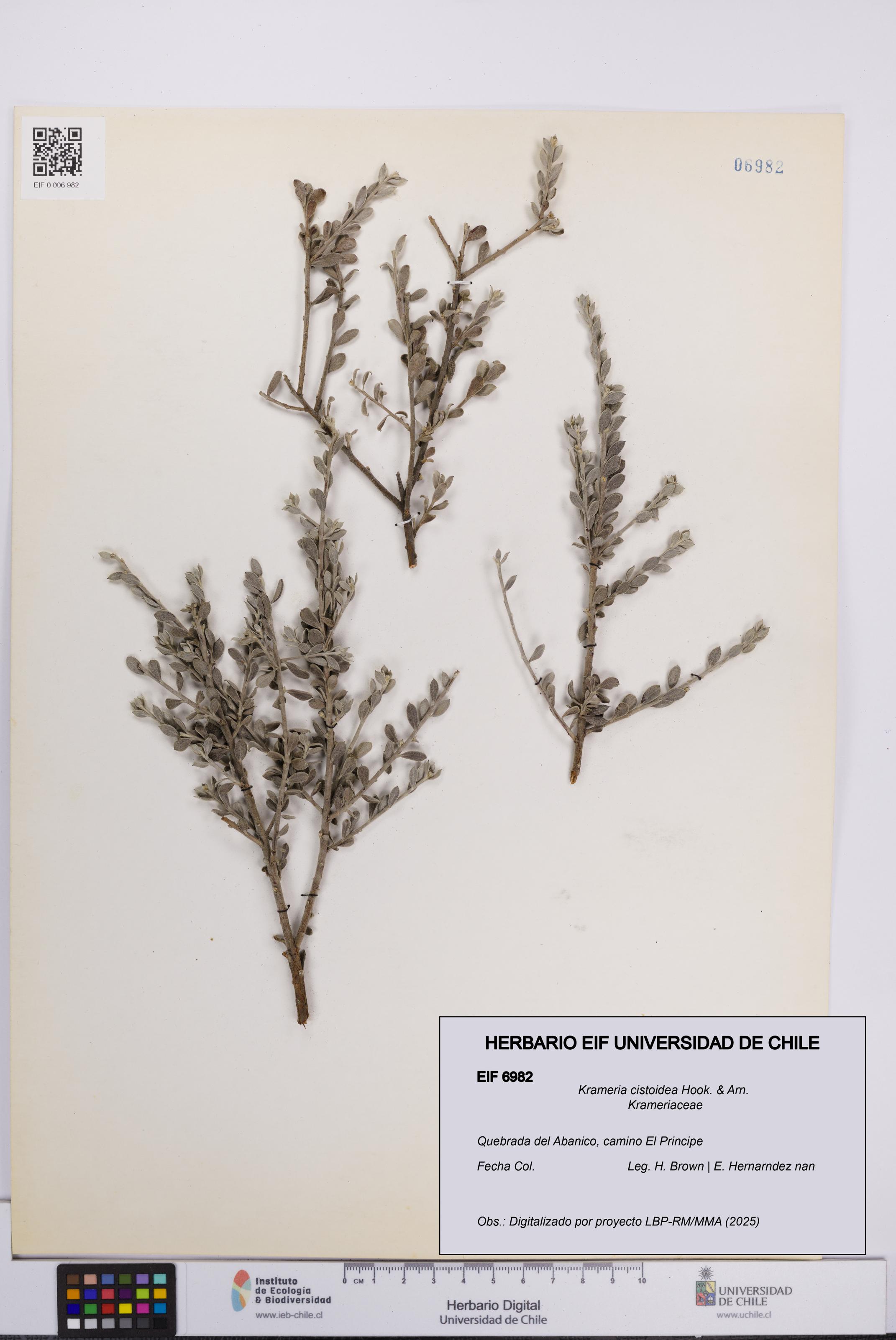 Krameria cistoidea [Espécimen: UCH:EIF:0006982]