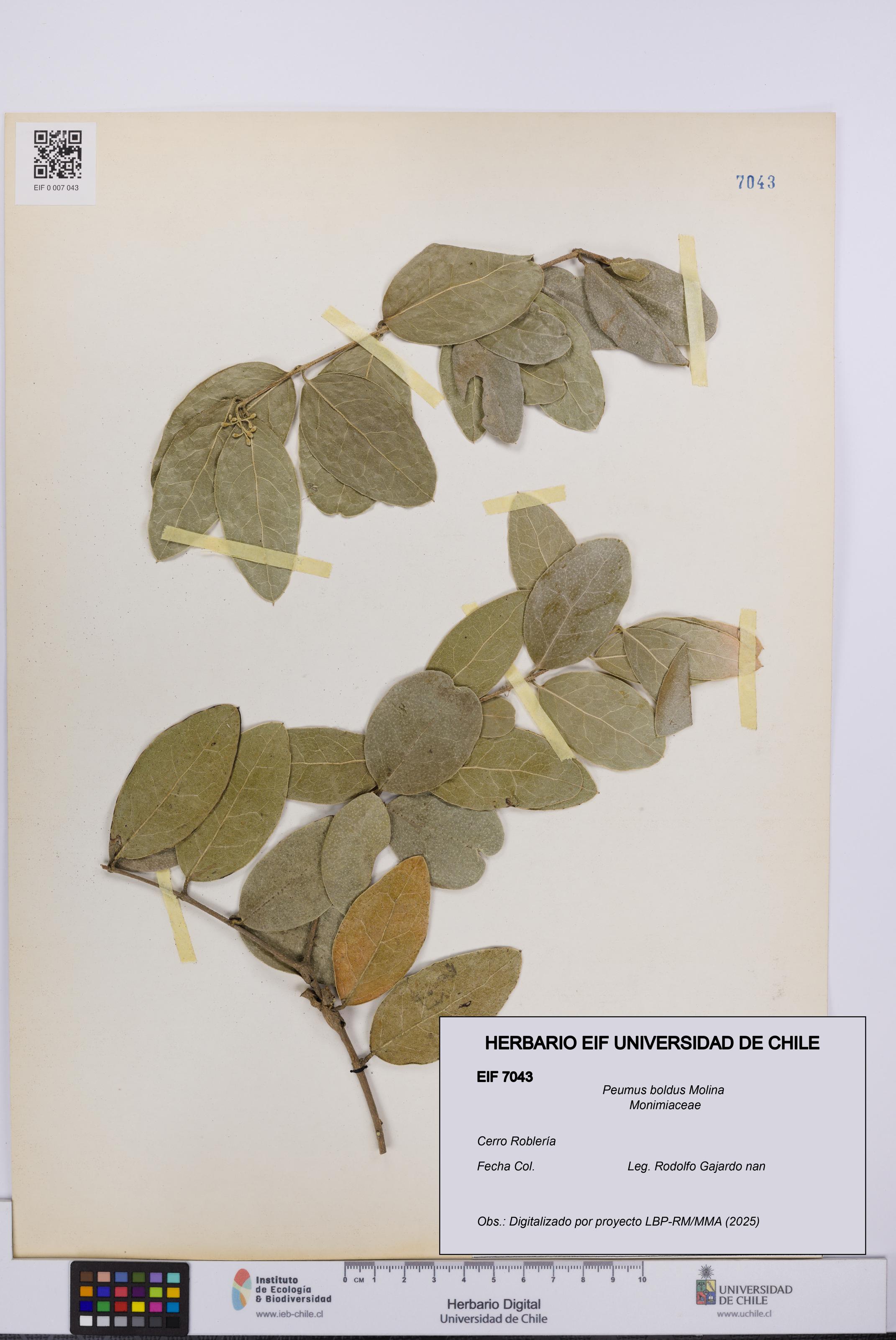 Peumus boldus [Espécimen: UCH:EIF:0007043]