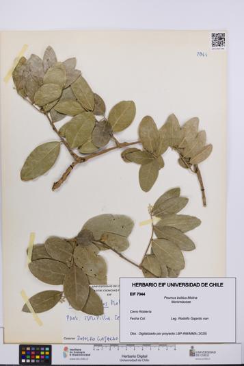 Peumus boldus [Espécimen: UCH:EIF:0007044]