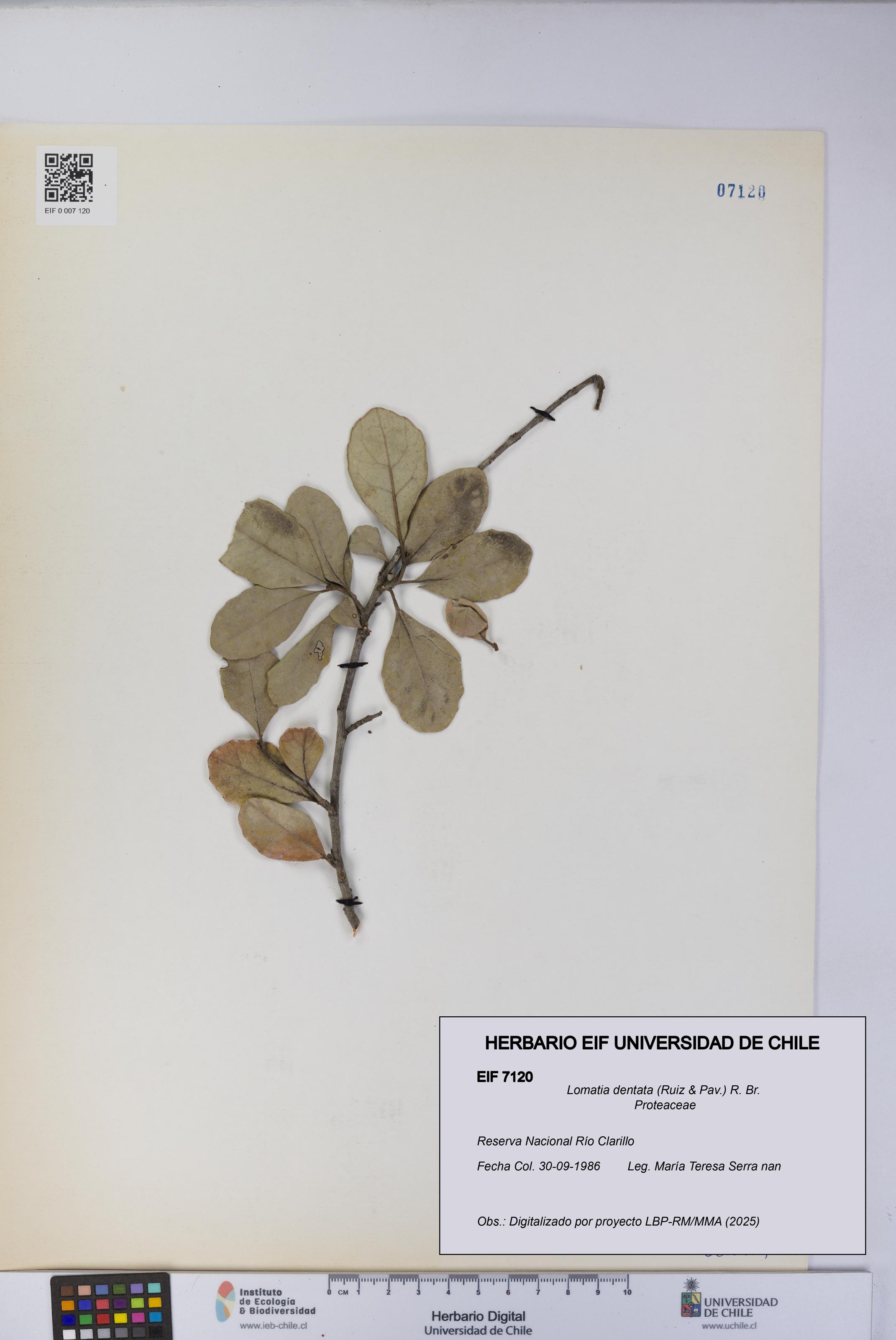 Lomatia dentata [Espécimen: UCH:EIF:0007120]