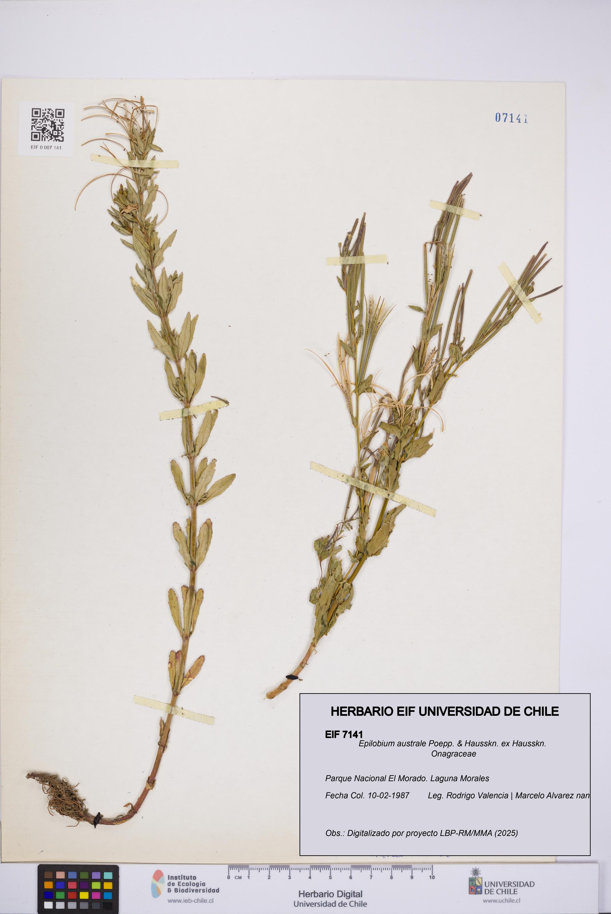 Epilobium australe [Espécimen: UCH:EIF:0007141]