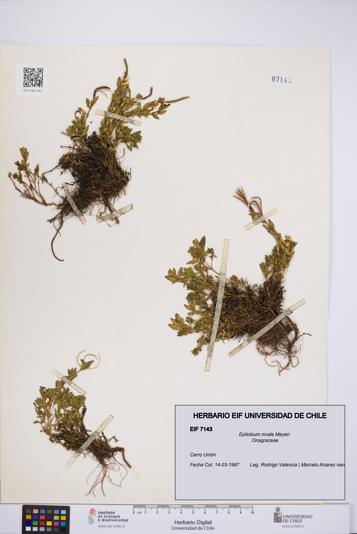 Epilobium nivale [Espécimen: UCH:EIF:0007143]