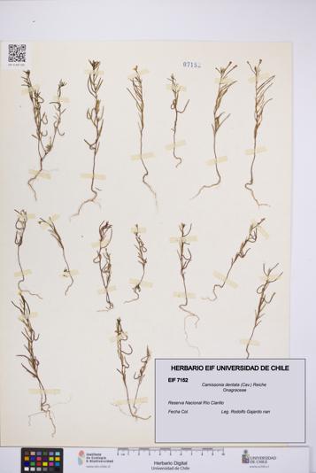 Camissonia dentata [Espécimen: UCH:EIF:0007152]