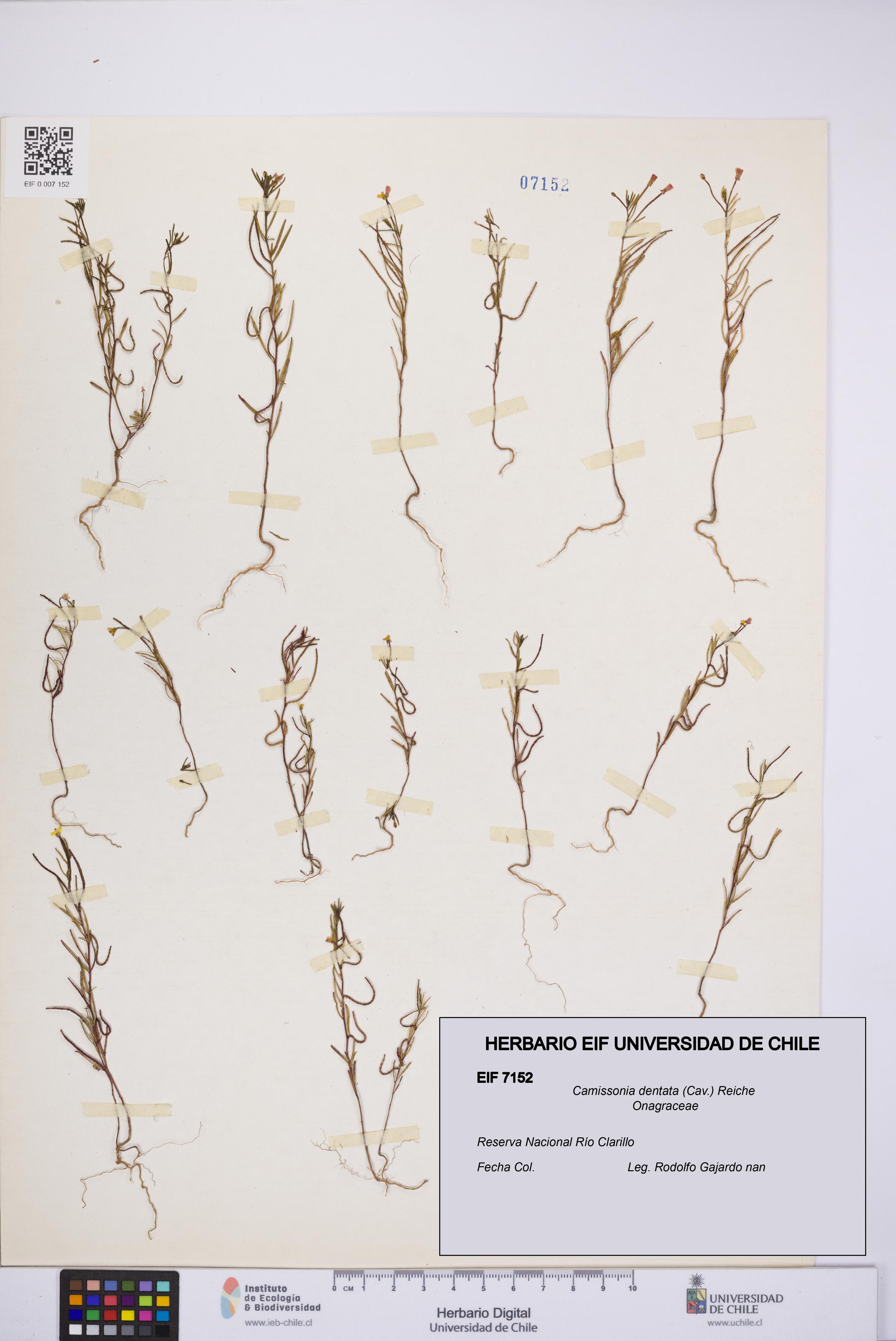 Camissonia dentata [Espécimen: UCH:EIF:0007152]