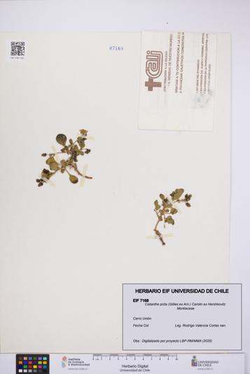 Cistanthe picta [Espécimen: UCH:EIF:0007168]