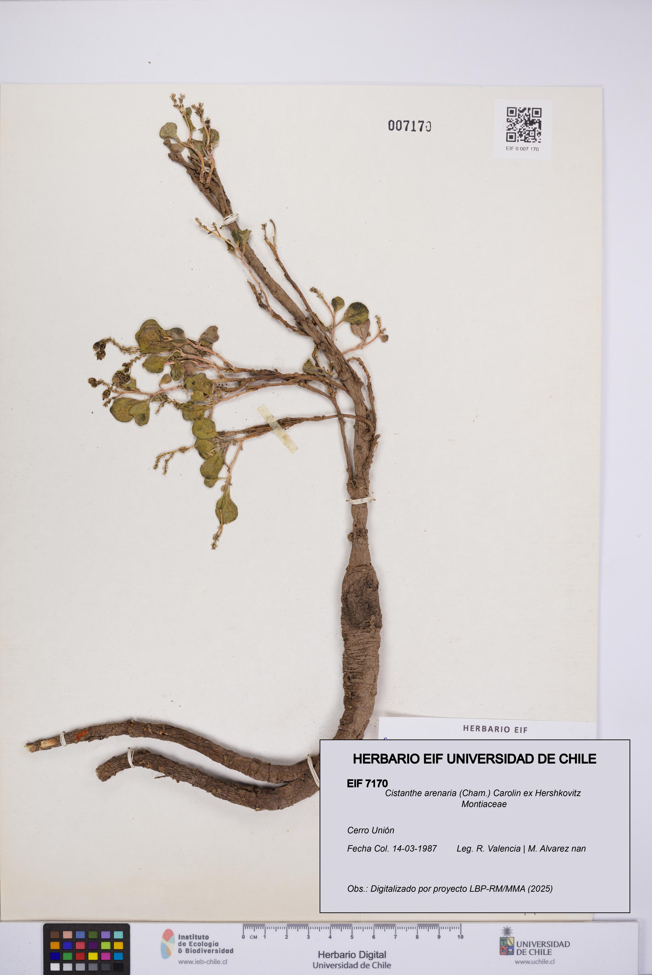 Cistanthe arenaria [Espécimen: UCH:EIF:0007170]